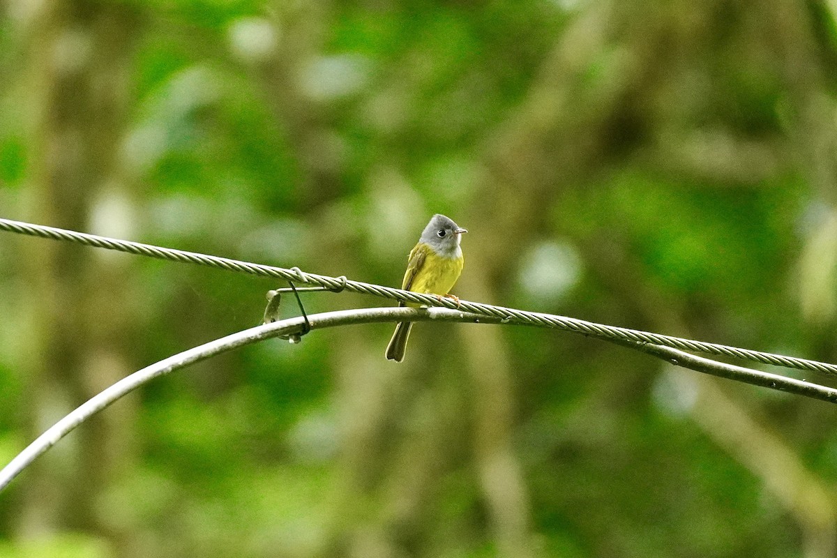 Сероголовая комароловка - ML645709556