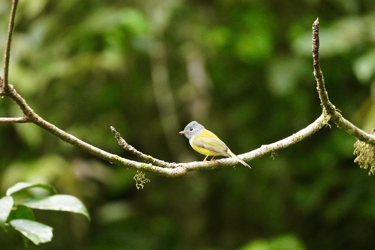 Сероголовая комароловка - ML645709557