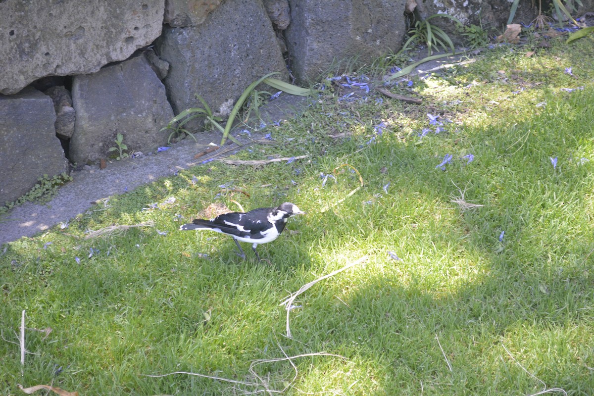 Magpie-lark - ML645709559