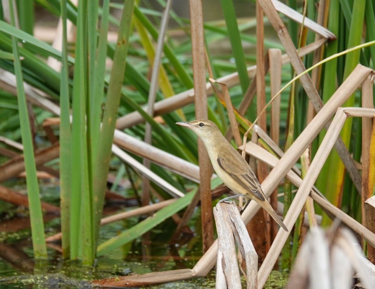 東方大葦鶯 - ML645709571