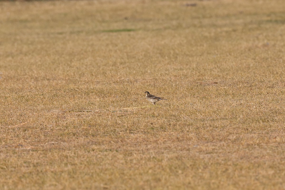 Txirta siberiarra - ML645709581