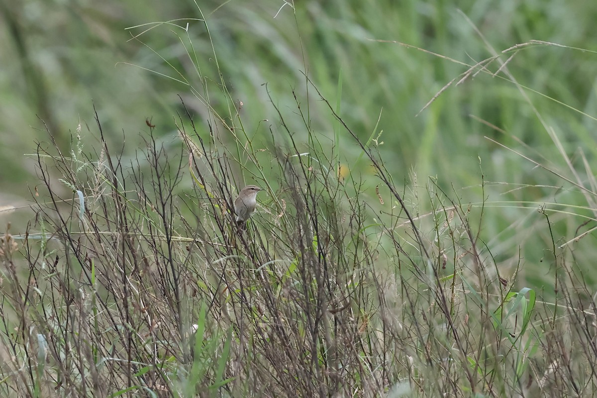 Txio arrunta - ML645709583