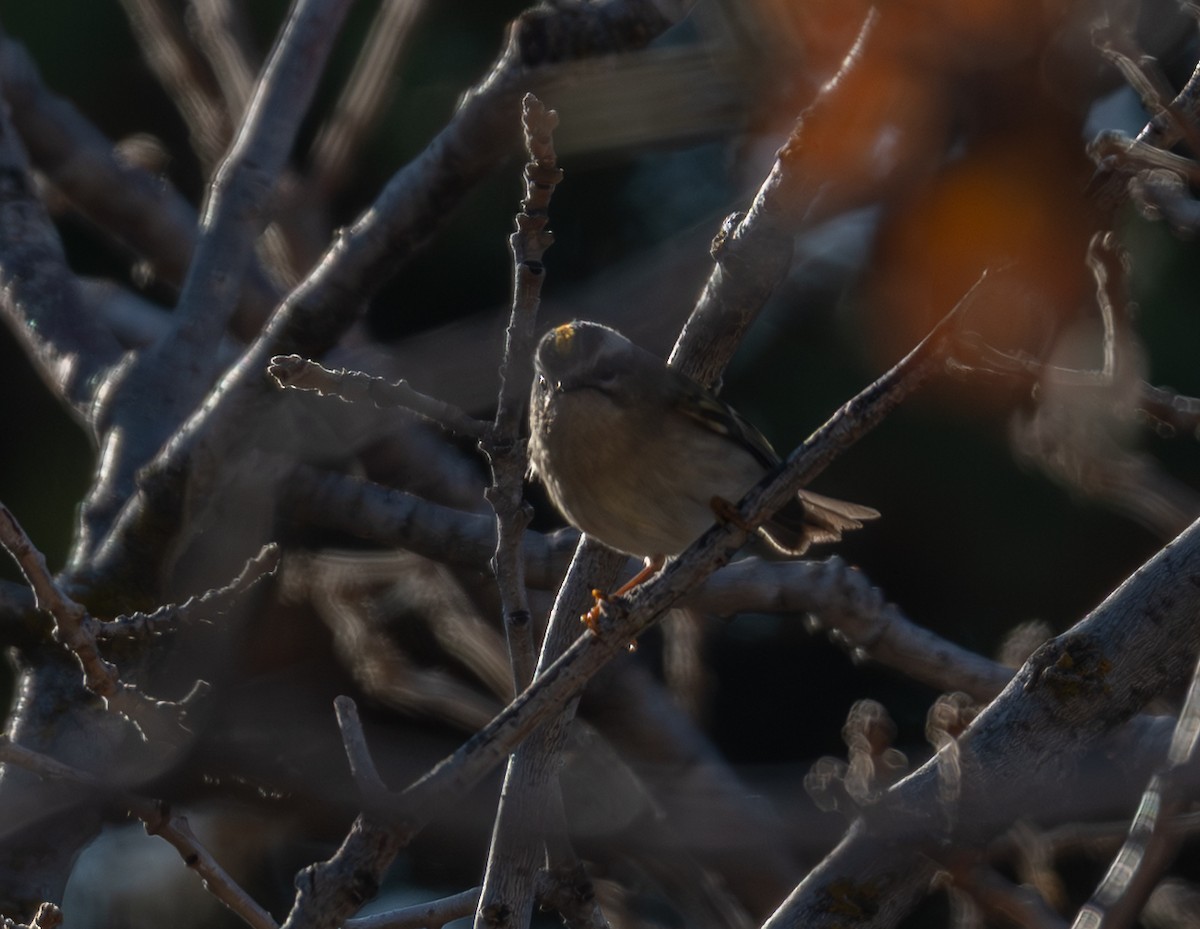 Erregetxo amerikarra - ML645709592