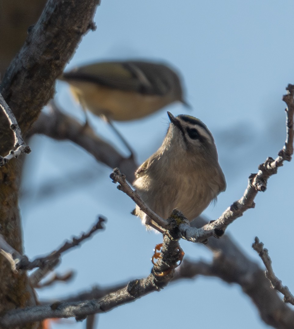 Erregetxo amerikarra - ML645709593