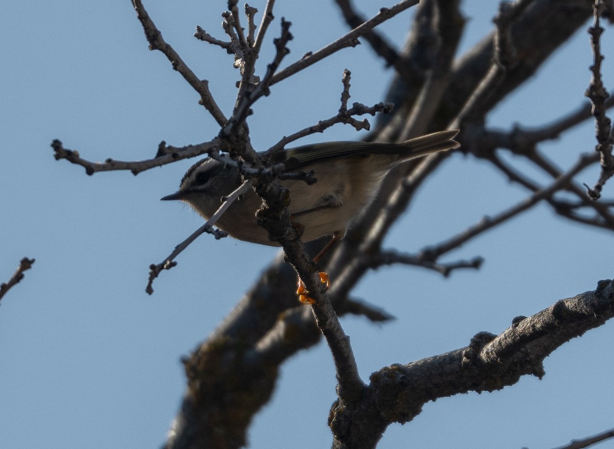 Erregetxo amerikarra - ML645709594