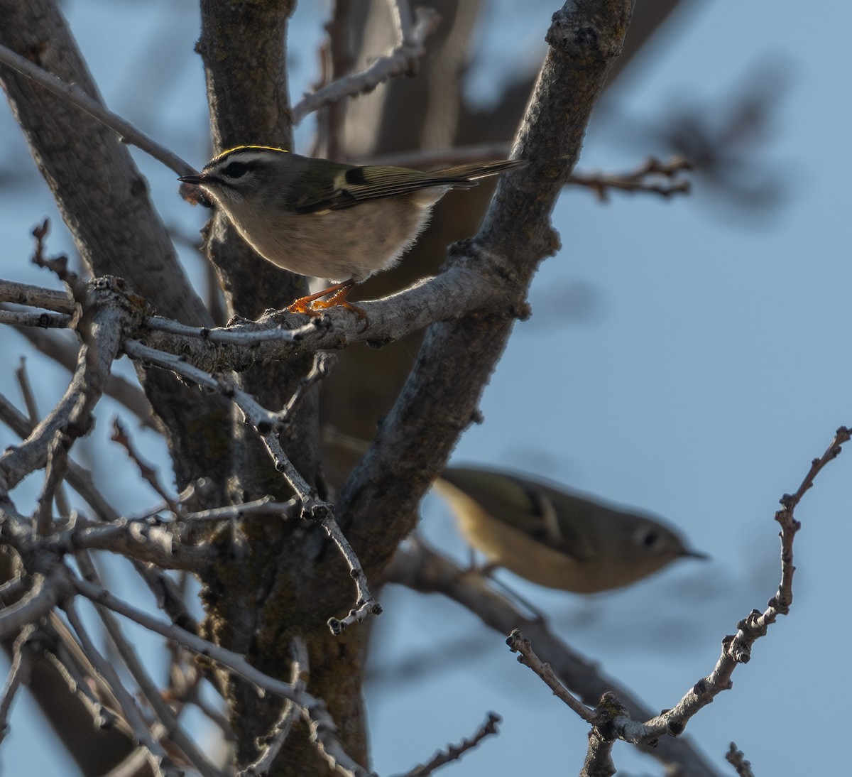 Erregetxo amerikarra - ML645709595