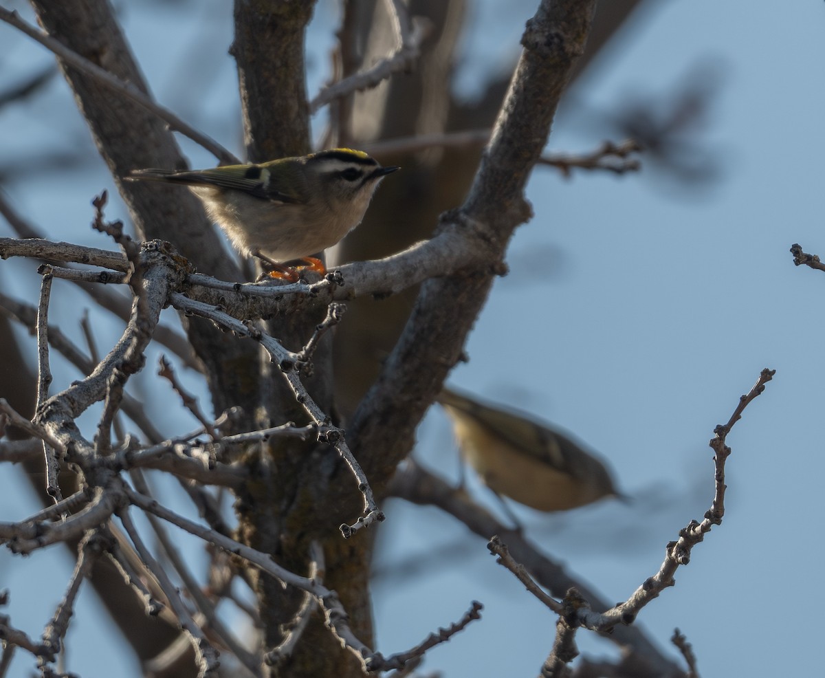 Erregetxo amerikarra - ML645709596