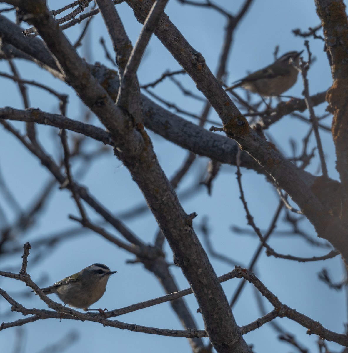 Erregetxo amerikarra - ML645709597