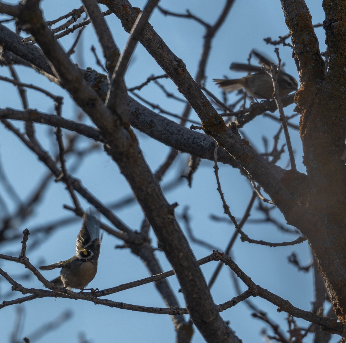 Erregetxo amerikarra - ML645709598