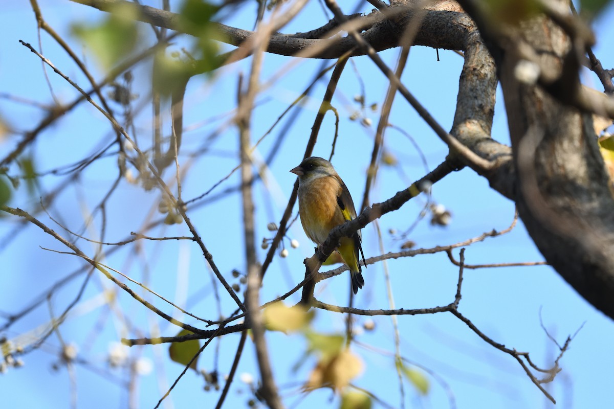 Oriental Greenfinch - ML645709599