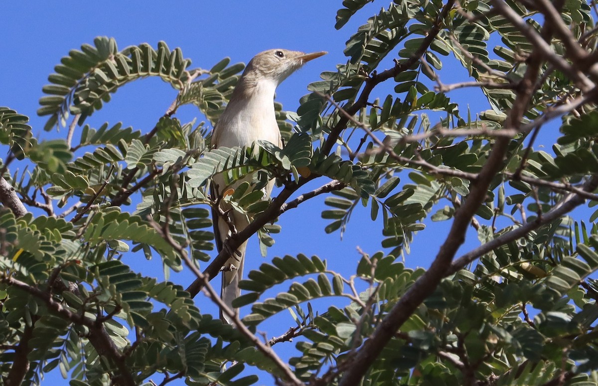 Mendebaldeko sasi-txori zurizta - ML645709600