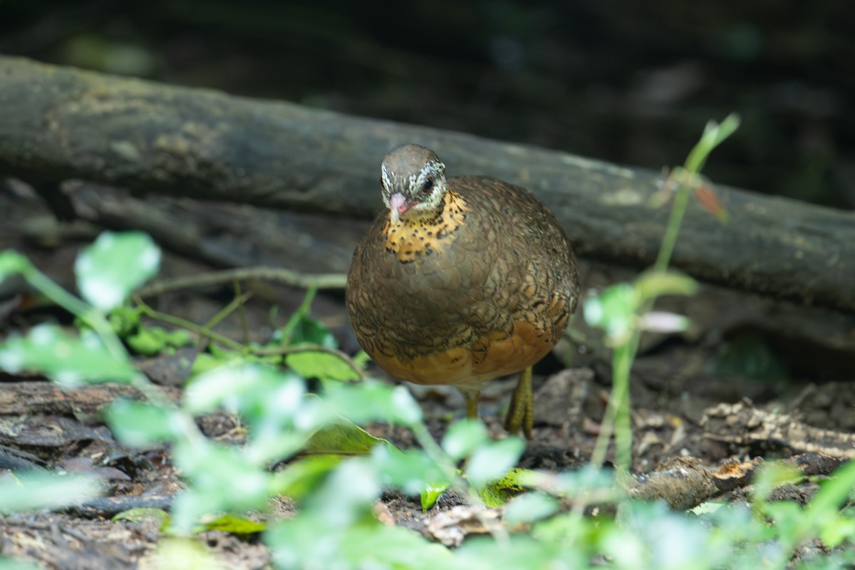 Scaly-breasted Partridge (Green-legged) - ML645709601