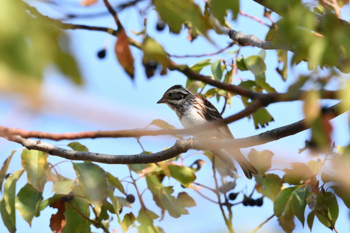 Baso-berdantza - ML645709602