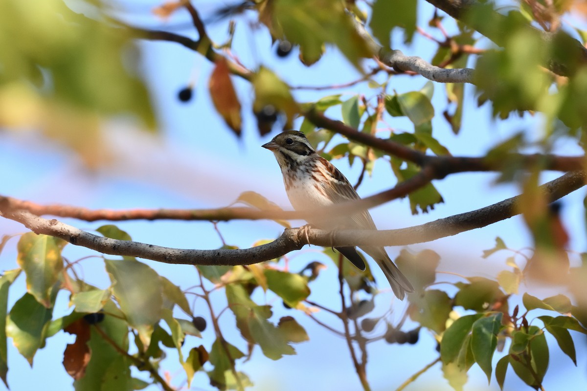 Baso-berdantza - ML645709603