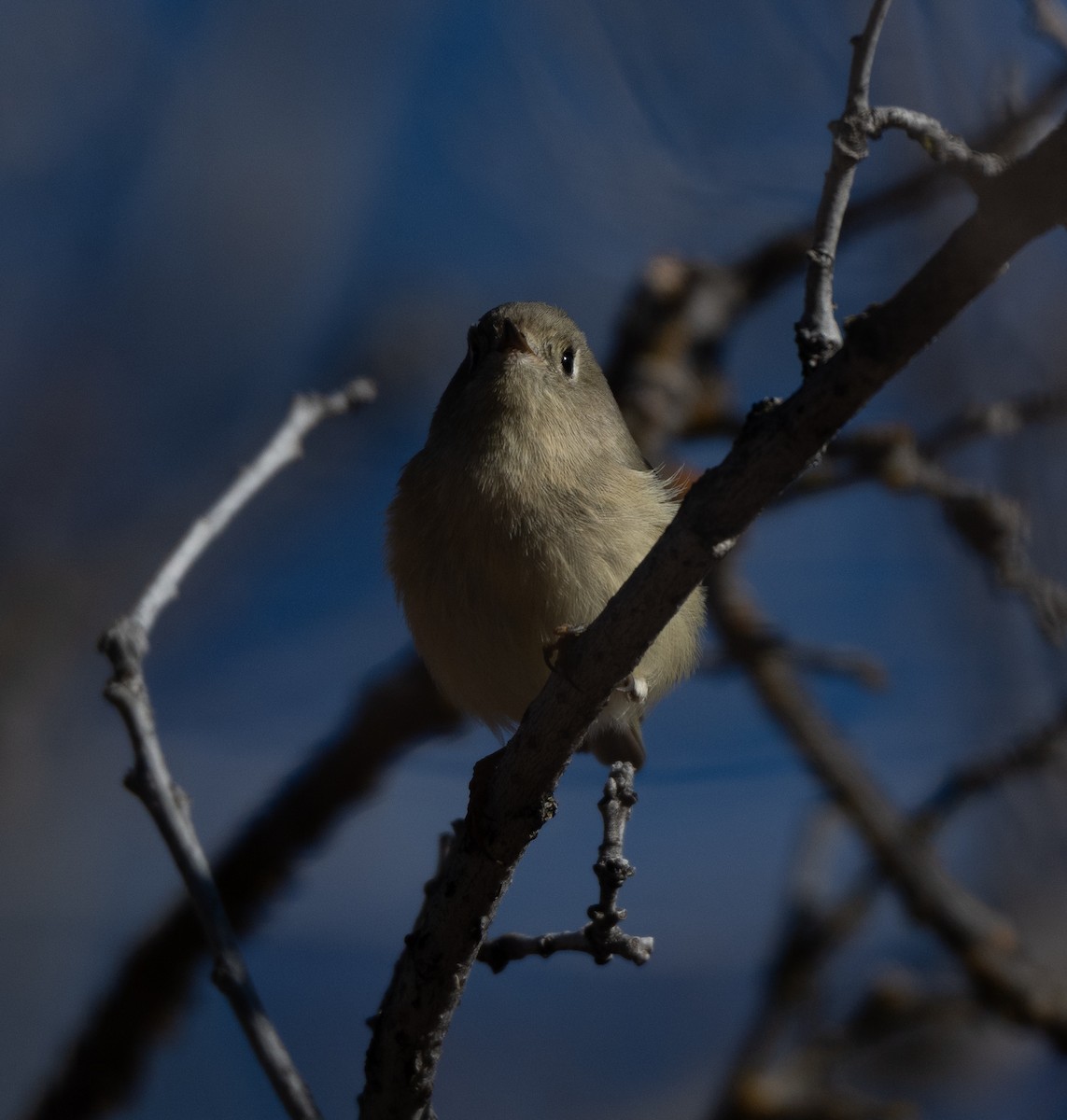 Erregetxo mottogorria - ML645709605