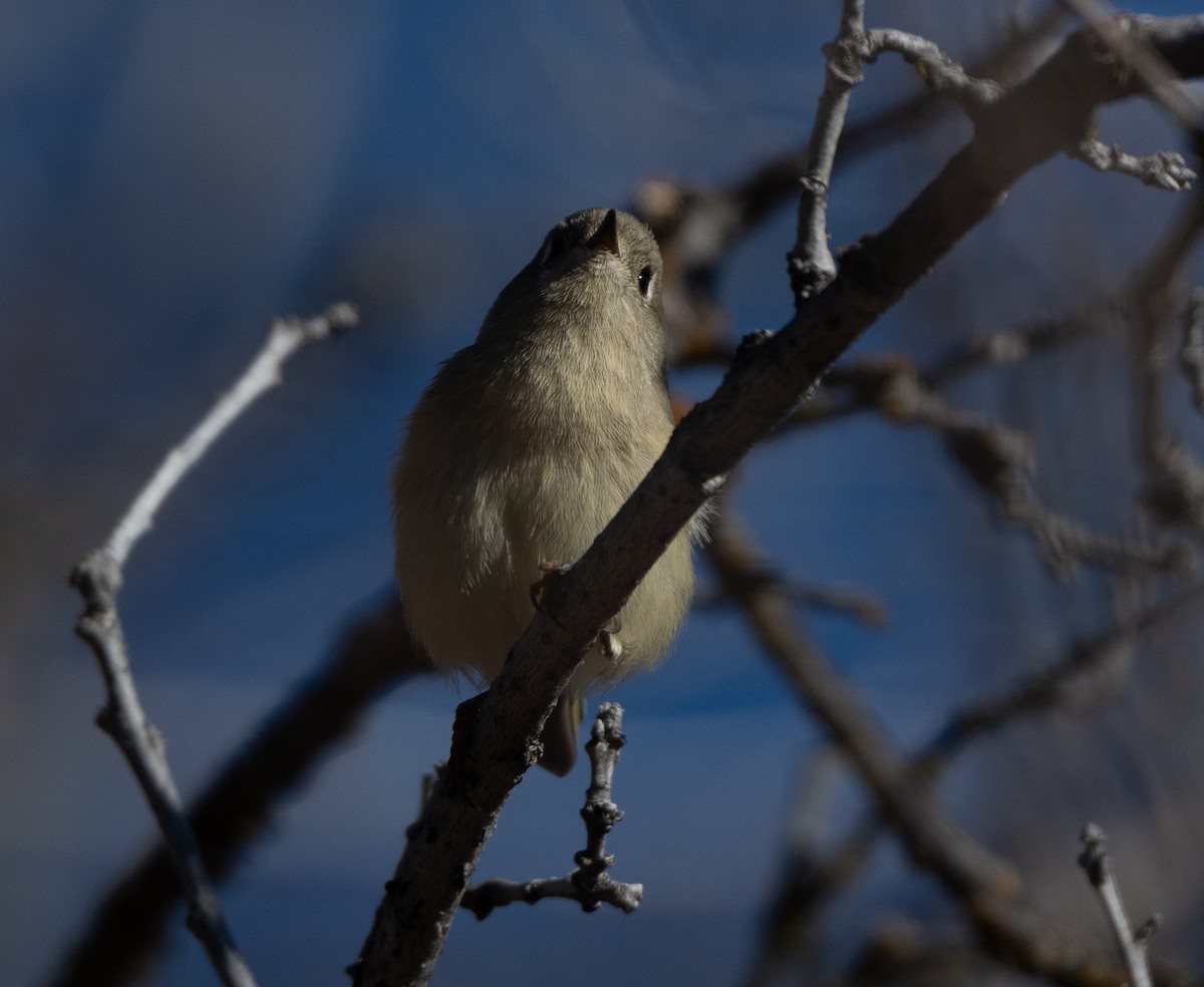 Erregetxo mottogorria - ML645709606