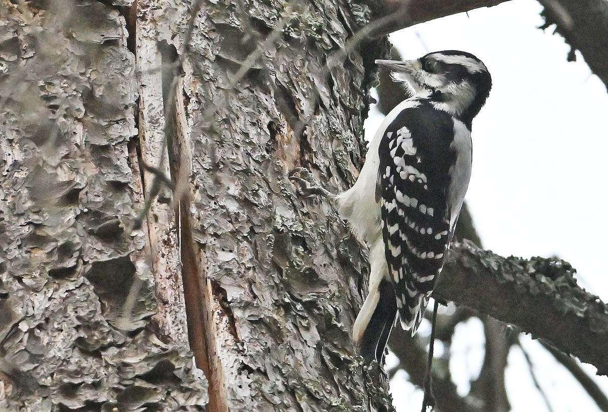 Hairy Woodpecker - ML645709607