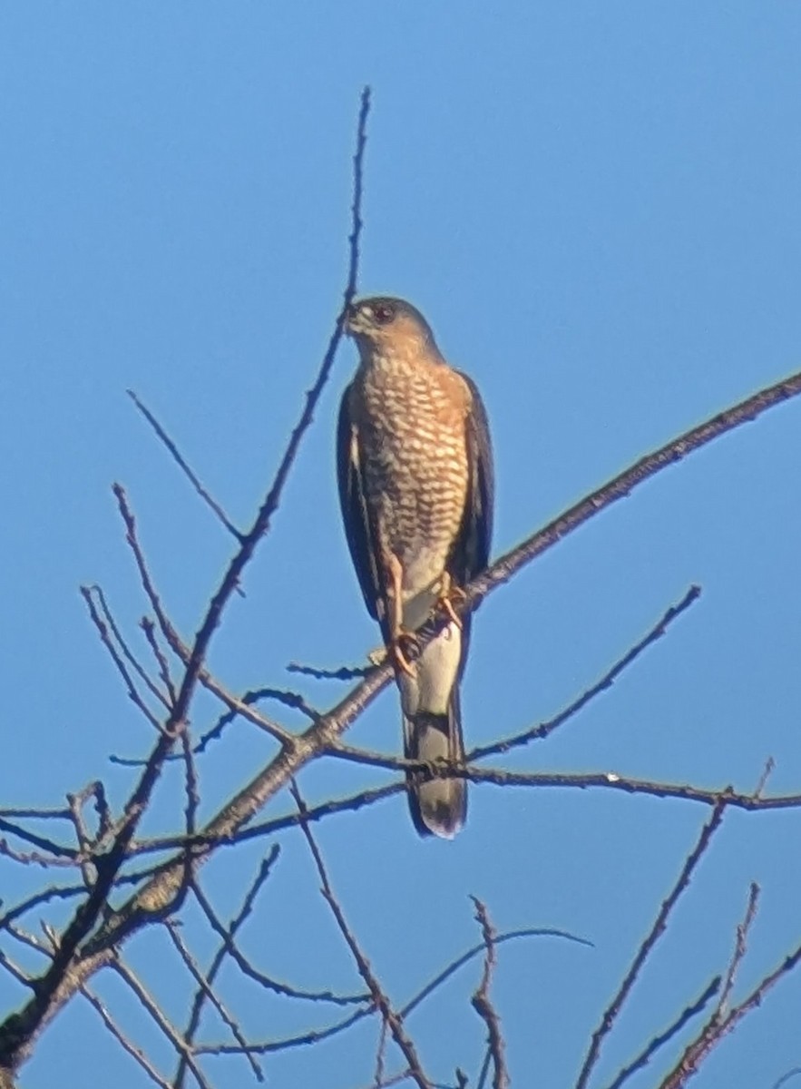 Sharp-shinned Hawk - ML645709608