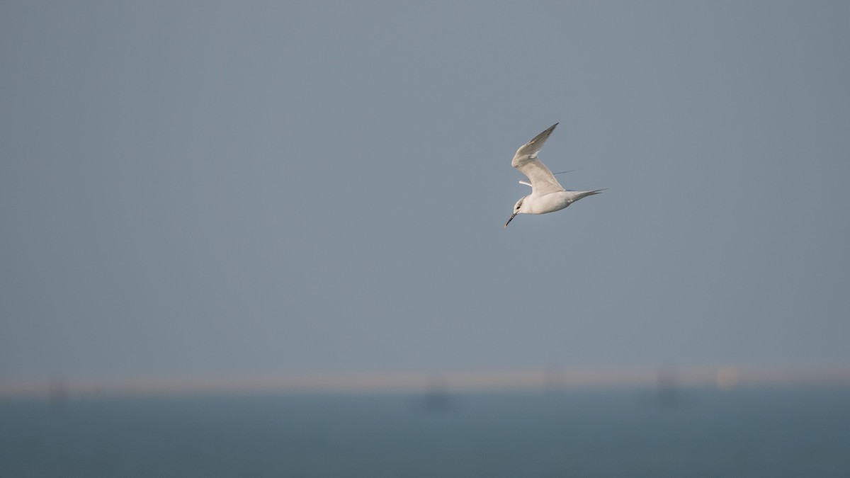 Txenada hankabeltza - ML645709609