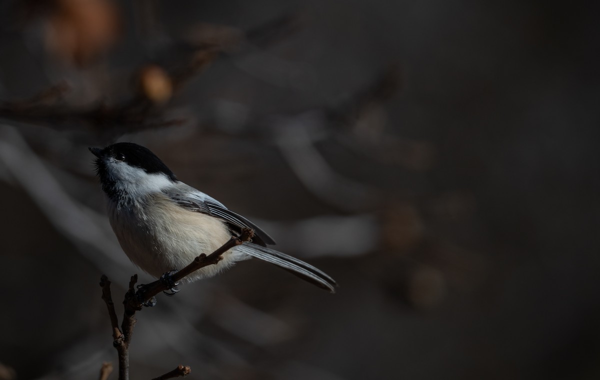 Black-capped Chickadee - ML645709611