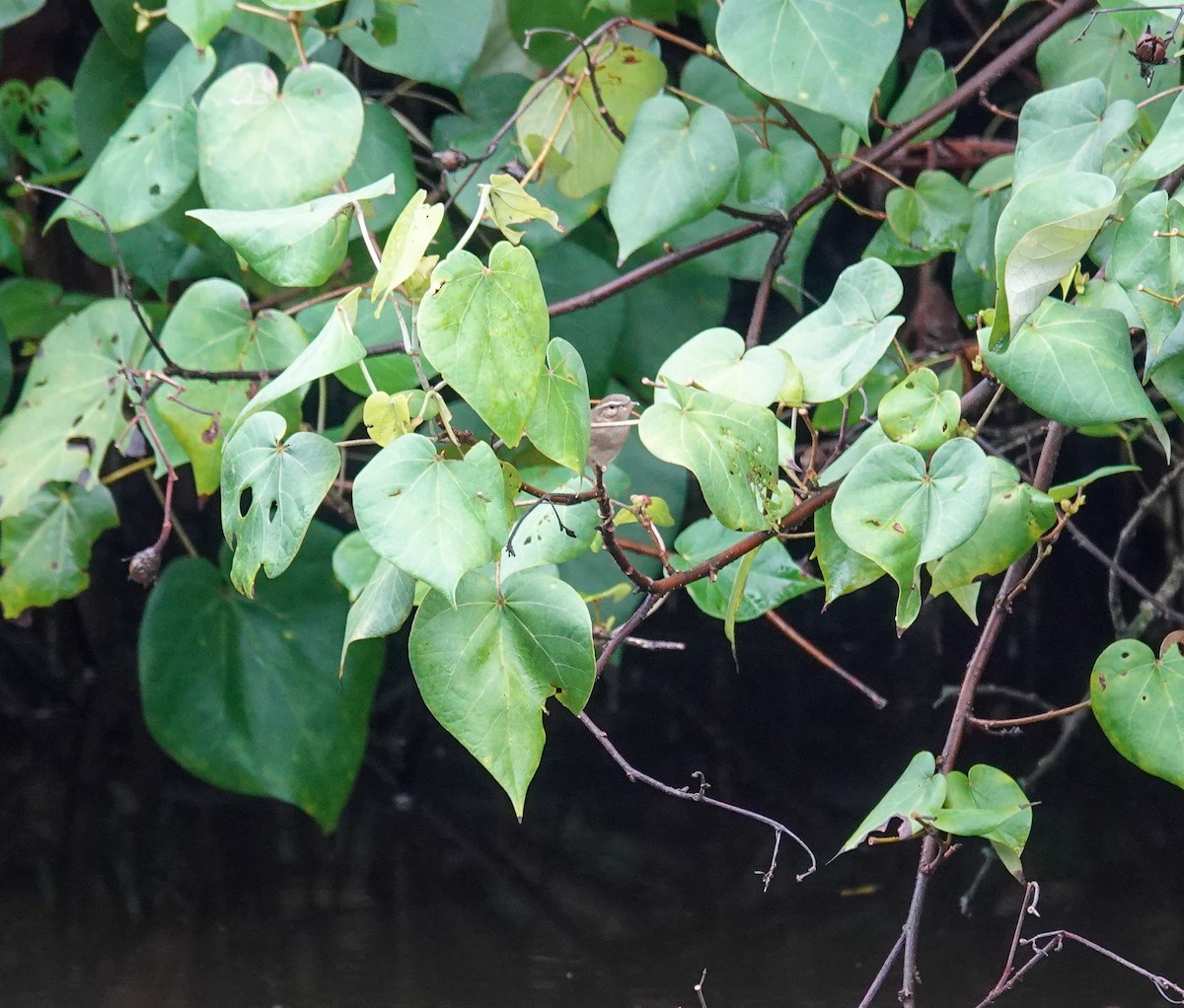 Txio arrea - ML645709612