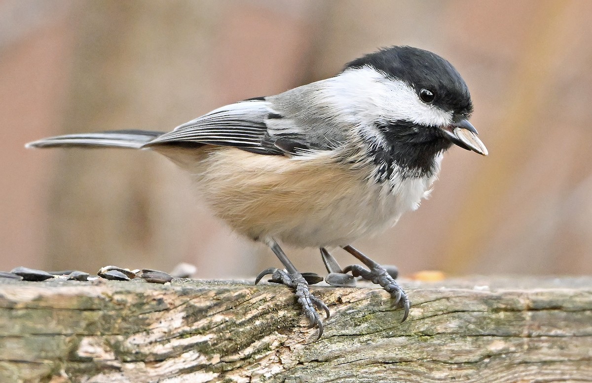 Black-capped Chickadee - ML645709613