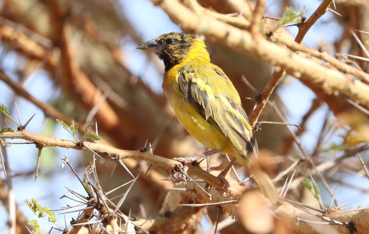 Txori ehule burubeltza - ML645709614