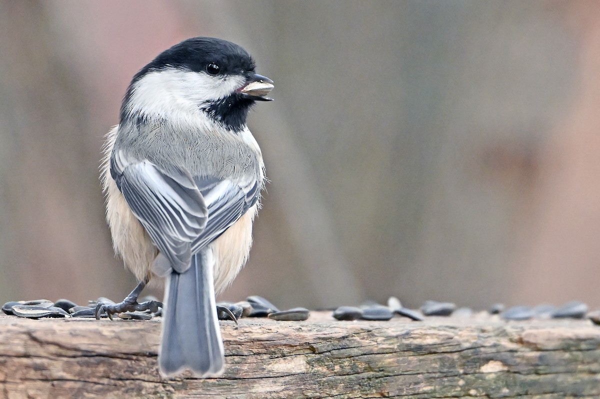 Black-capped Chickadee - ML645709616