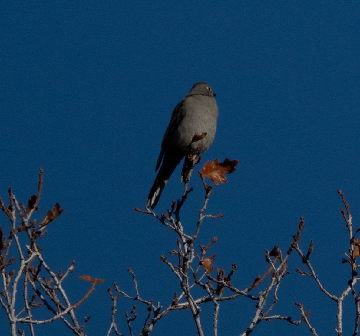 Townsend's Solitaire - ML645709618
