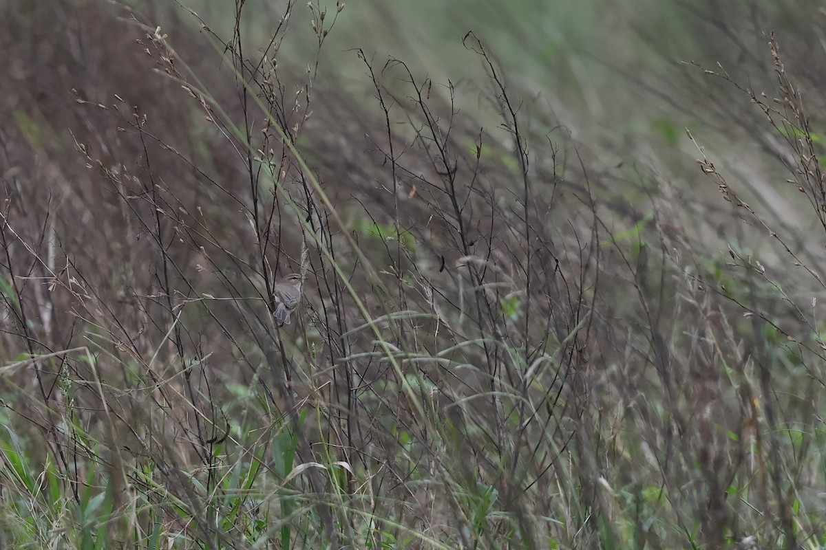 Txio arrunta - ML645709620