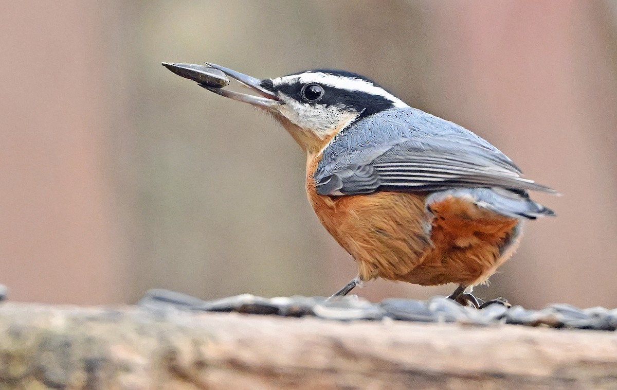 Garrapo kanadarra - ML645709621