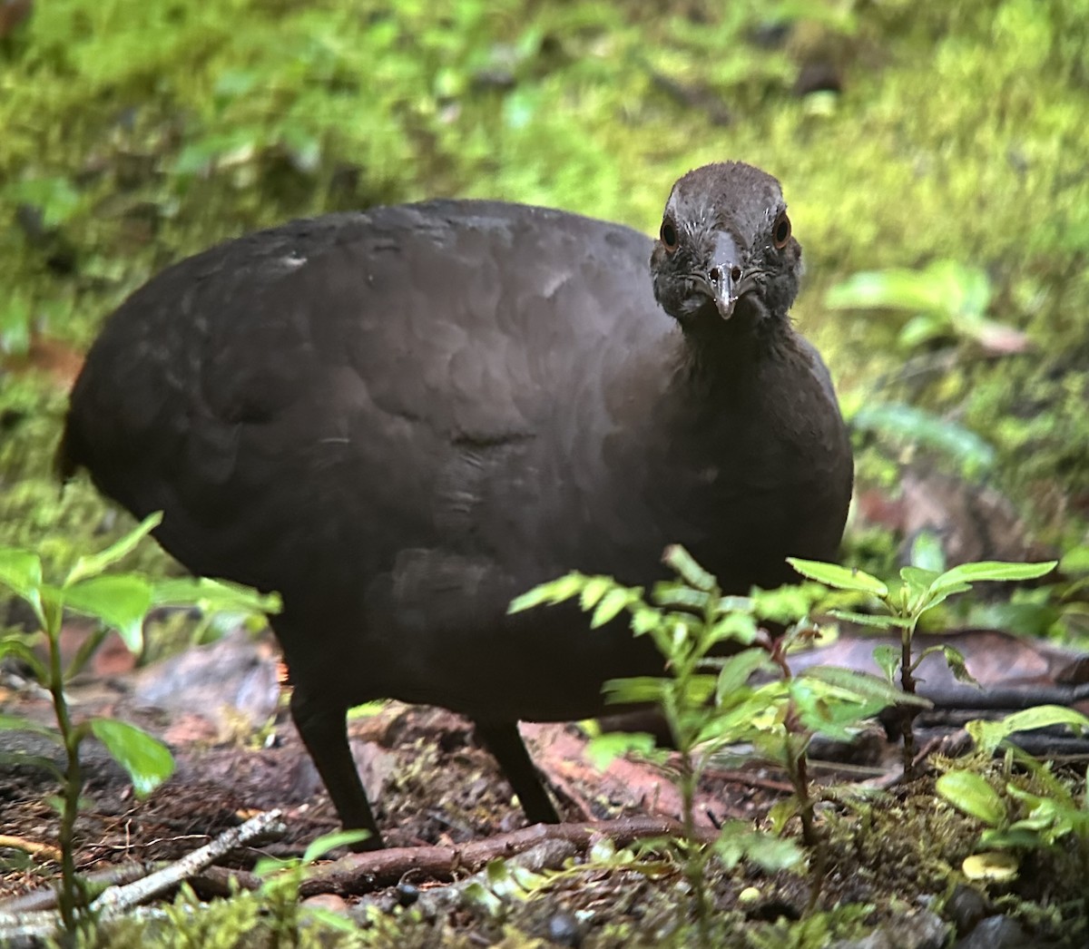 Karaca Tinamu - ML645709622