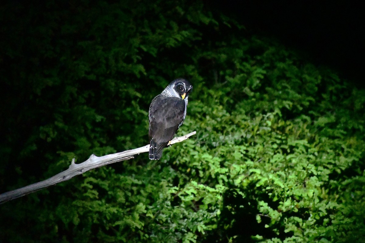 Black-and-white Owl - ML645709625