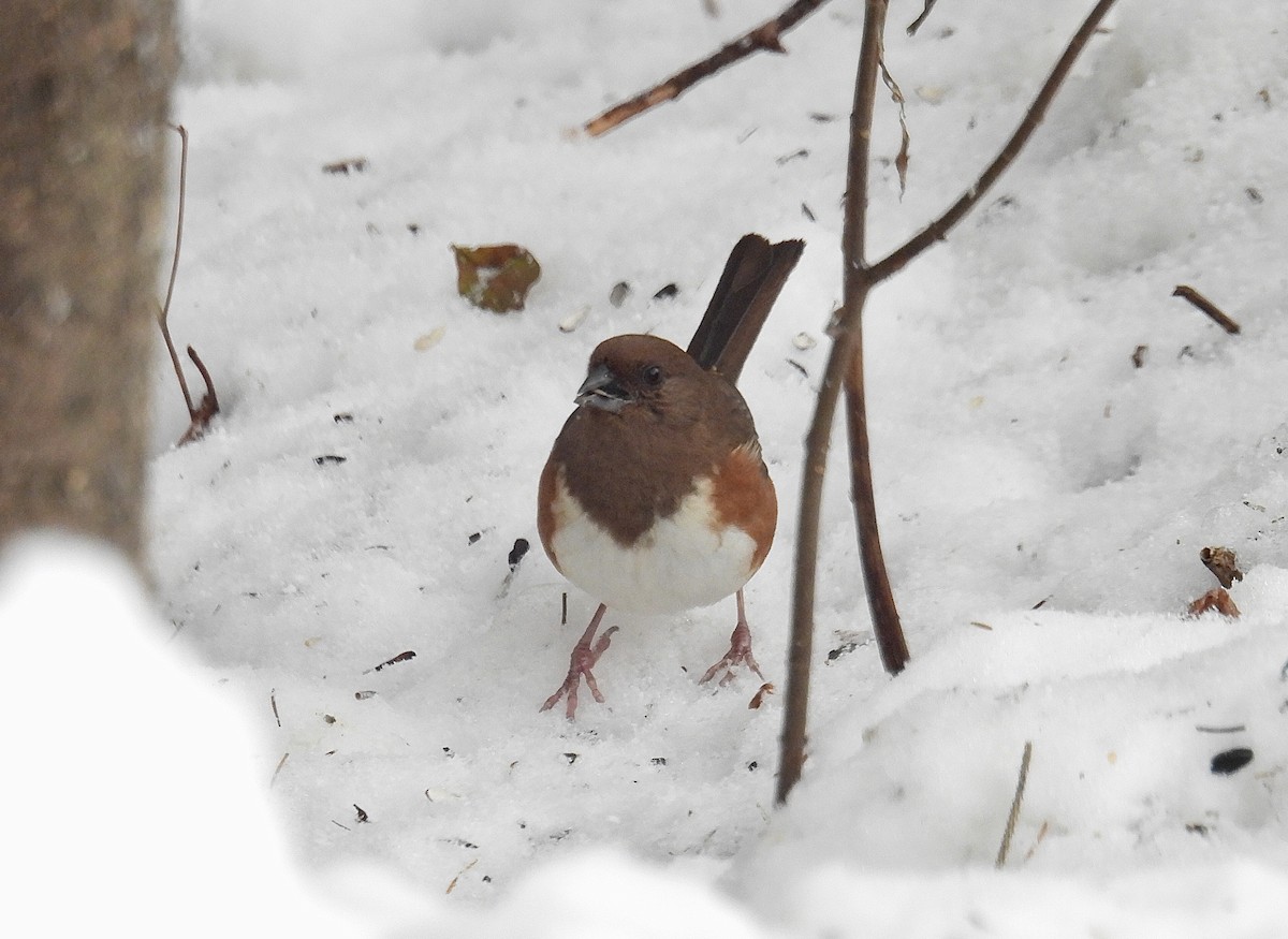 Eastern Towhee - ML645709627