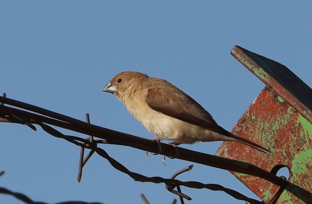 savannesølvnebb - ML645709649