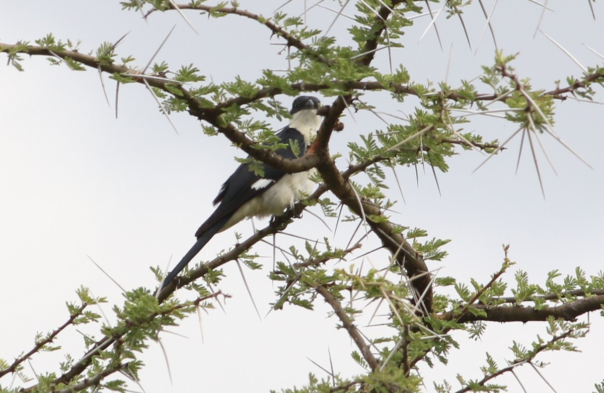 Pied Cuckoo - ML645709650