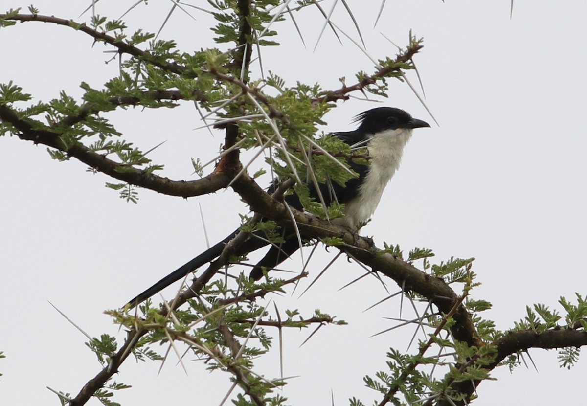 Pied Cuckoo - ML645709651
