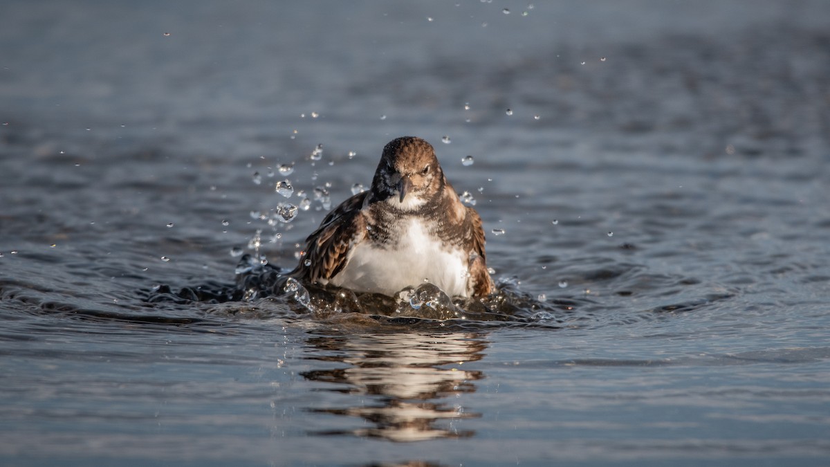 ארנריה אדמונית - ML645709661