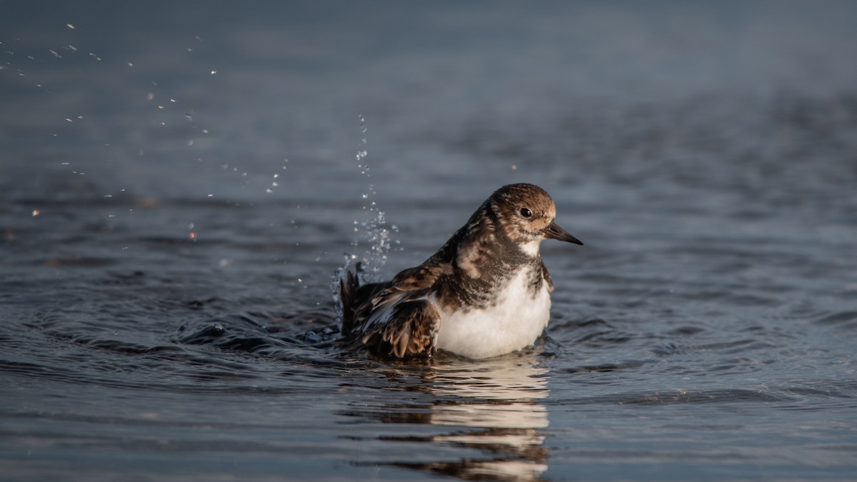 ארנריה אדמונית - ML645709662