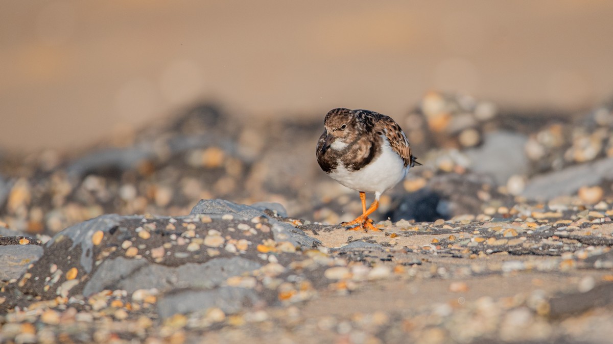 ארנריה אדמונית - ML645709663