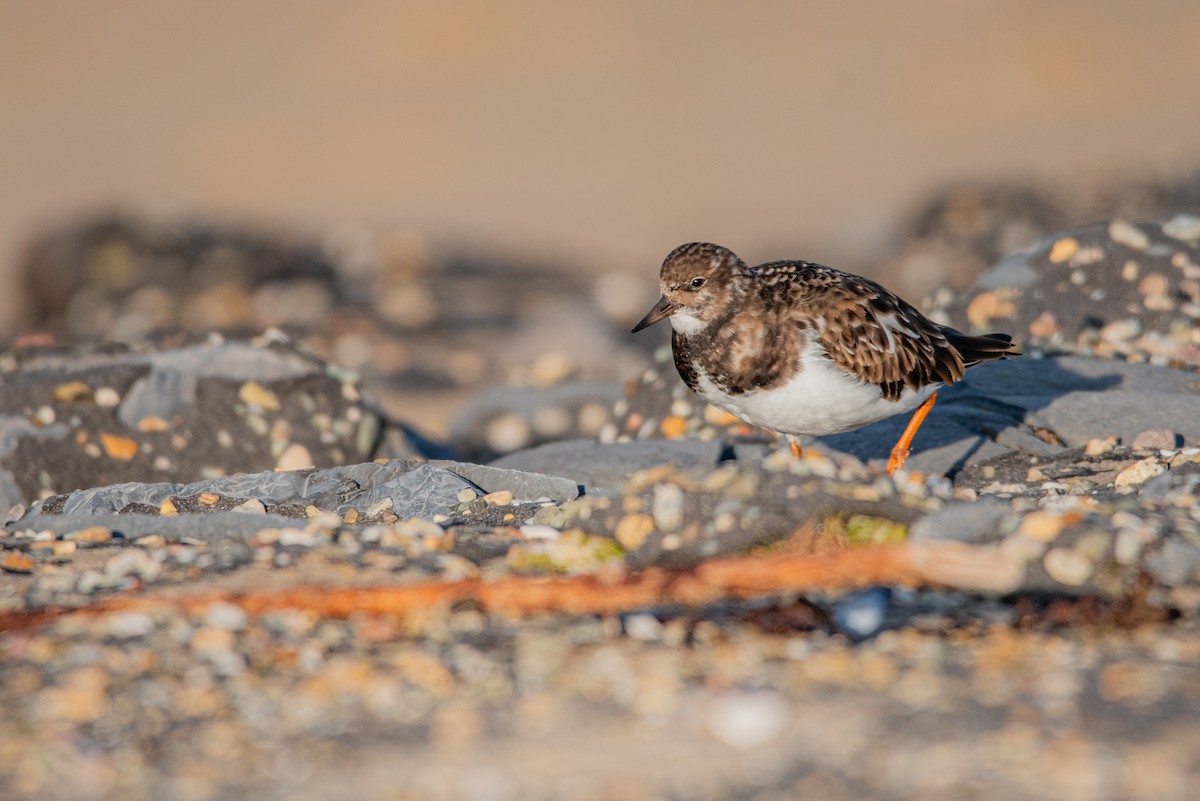 ארנריה אדמונית - ML645709664