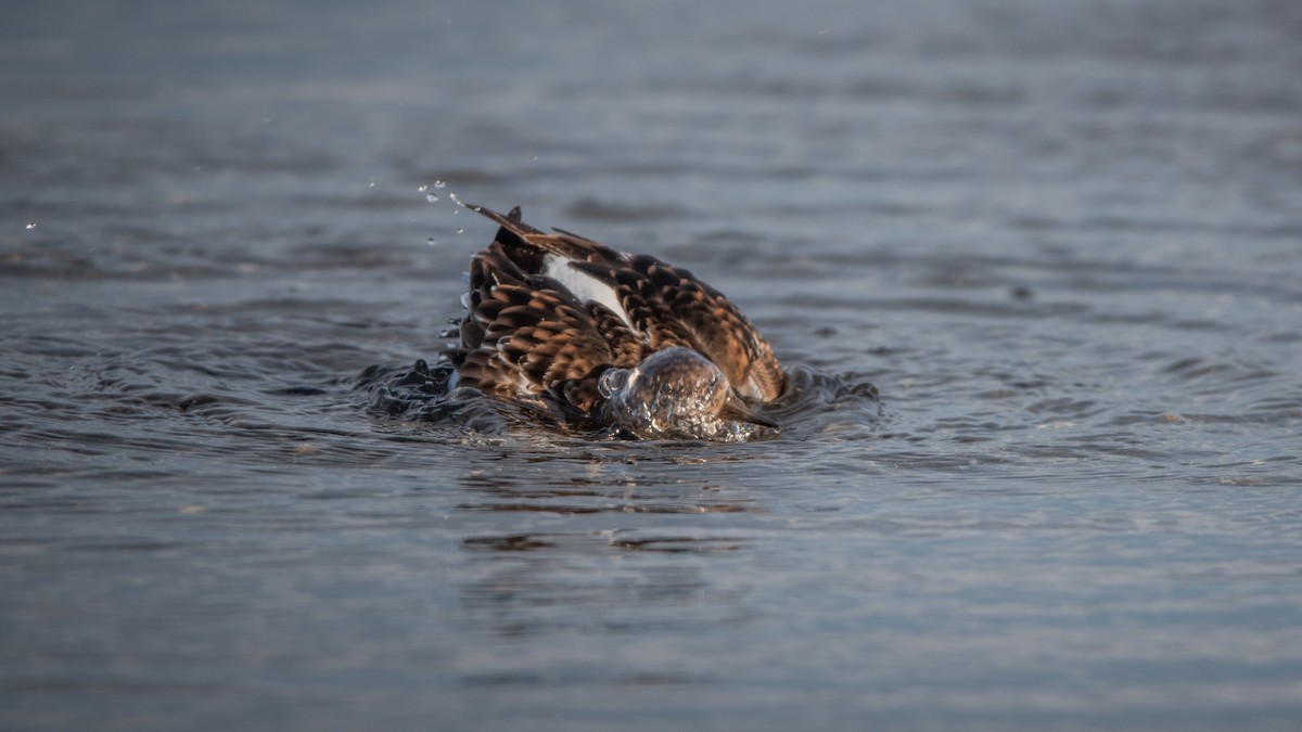 ארנריה אדמונית - ML645709665