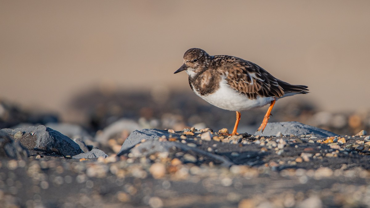 ארנריה אדמונית - ML645709666