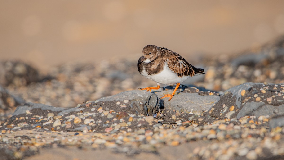 ארנריה אדמונית - ML645709668