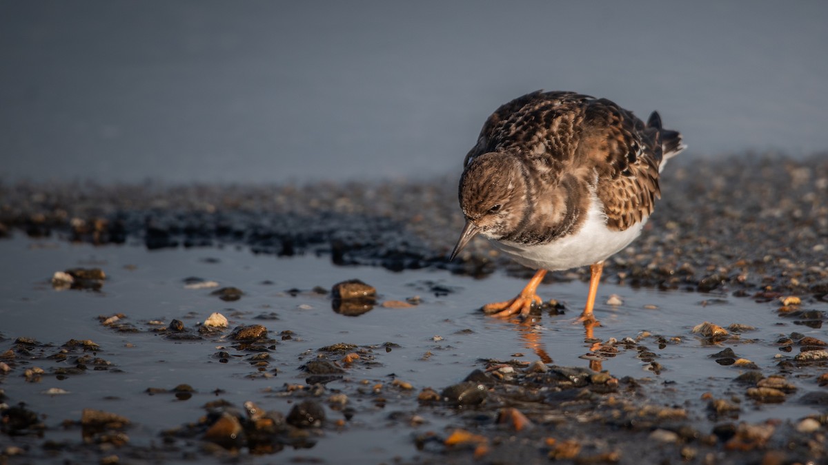 ארנריה אדמונית - ML645709669