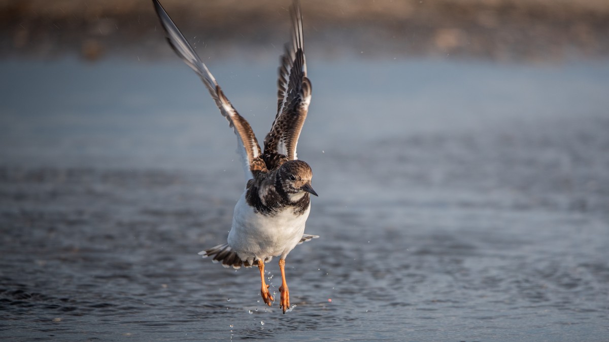 ארנריה אדמונית - ML645709670
