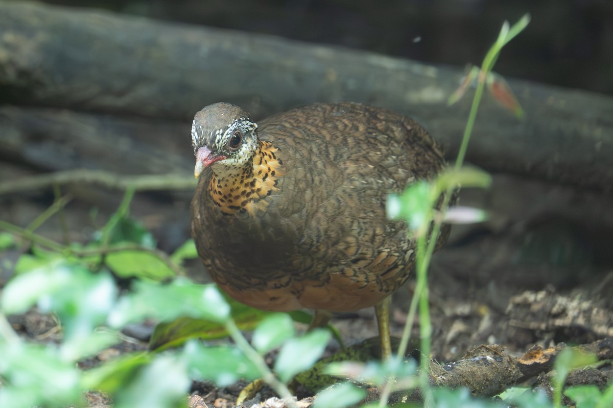 Scaly-breasted Partridge (Green-legged) - ML645709675