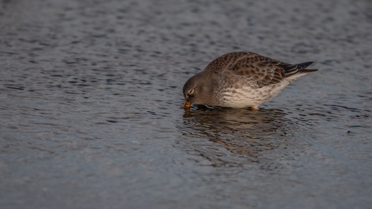 חופית ימית - ML645709704
