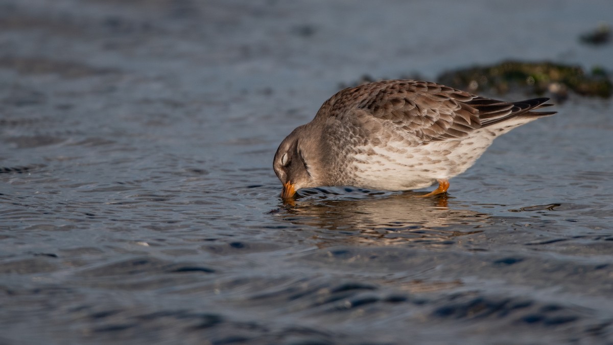 חופית ימית - ML645709705