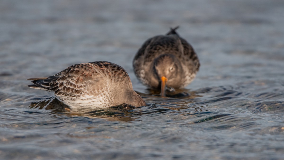 חופית ימית - ML645709706